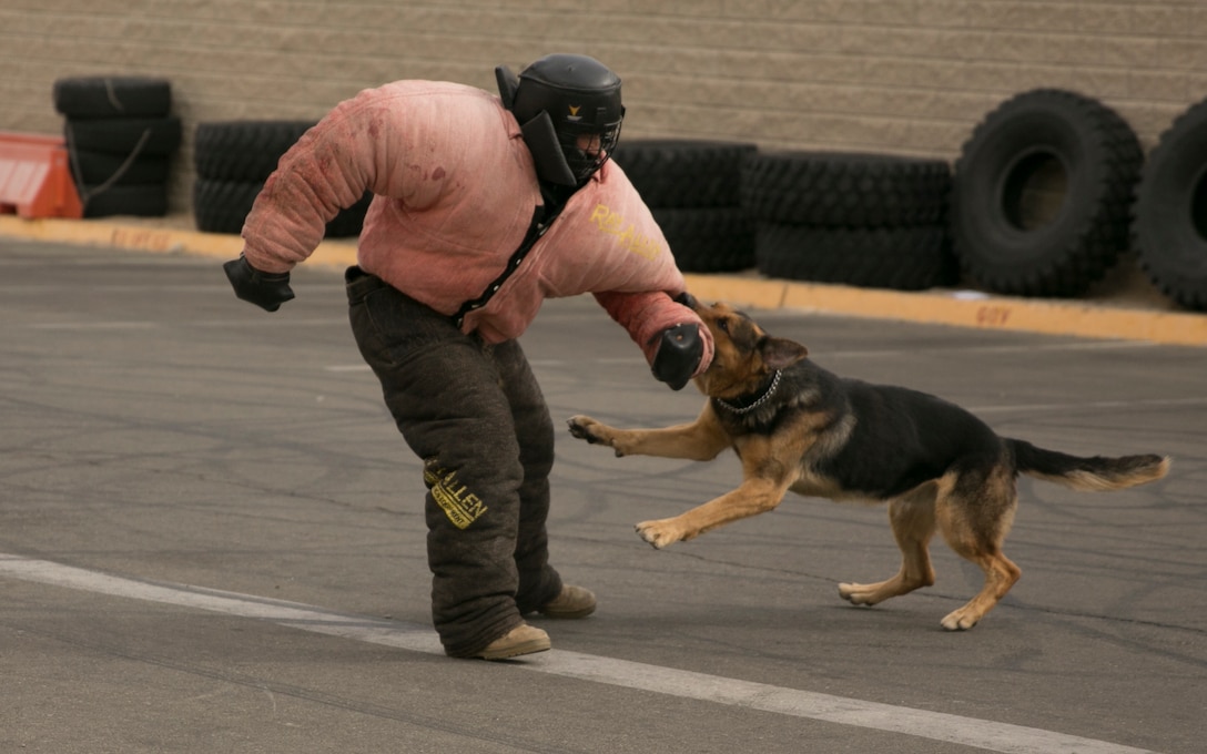 Cortez, military working dog, Provost Marshal’s Office, bites Staff Sgt. Charles Hardesty, kennel master, PMO, during a demonstration at the Marine Corps Communication and Electronics School Safety Fair at the MCCES barracks, May 15, 2015. The event was held to brings awareness to how Marines can be safe during the "101 Days of Summer." (Official Marine Corps photo by Lance Cpl. Thomas Mudd/ Released)