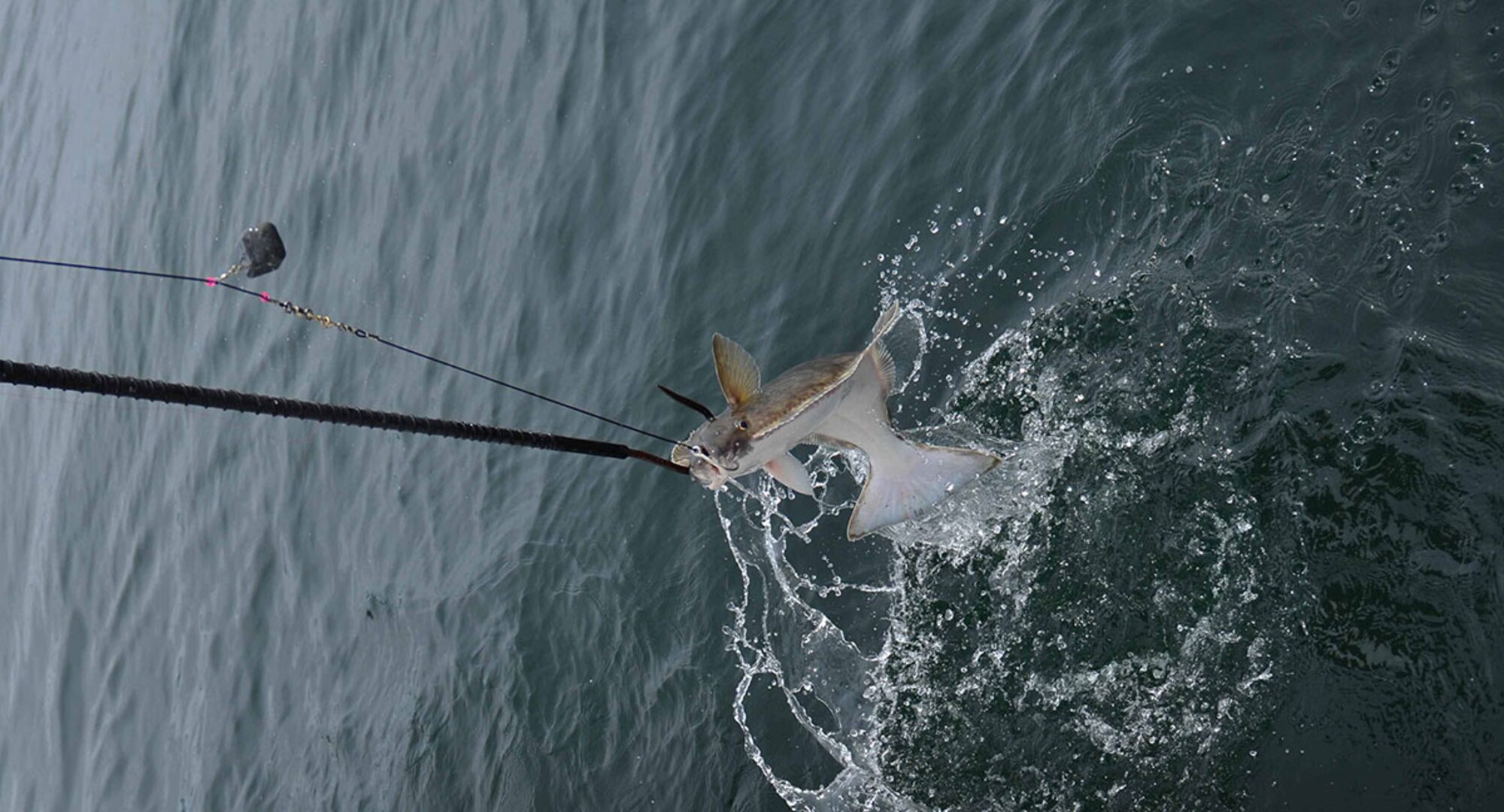 A 2015 Annual Armed Services Combat Fishing Tournament participant pulls a halibut out of the water outside Seward, Alaska May 20. Military service members competed for a plethora of awards, including a $2,000 randomly selected fish weight. (U.S. Air Force photo/Airman 1st Class Kyle Johnson)