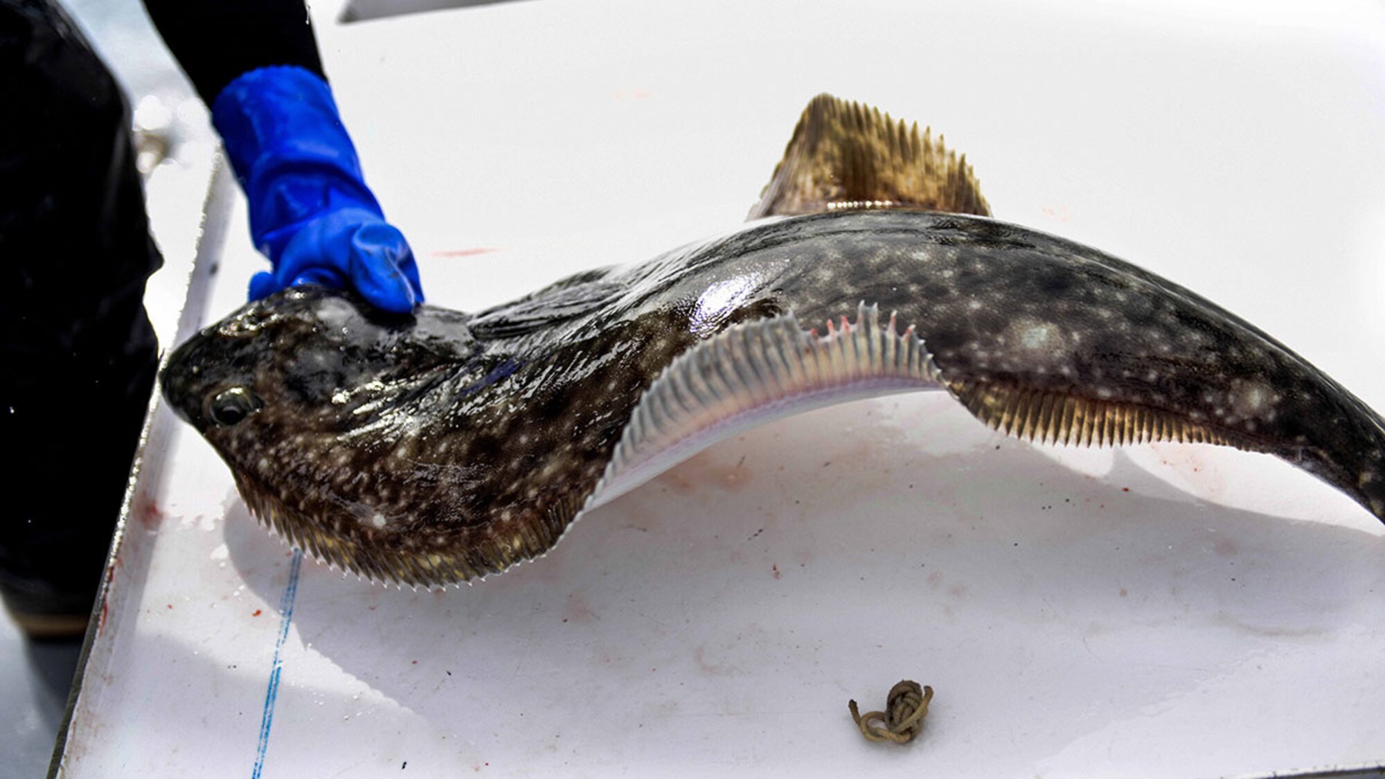 A fresh halibut caught by a service member is successfully landed onto the deck of the Legacy, a charter fishing boat based out of Seward, Alaska May 20, 2015. Military service members competed for awards, including a $2,000 randomly selected fish weight. (U.S. Air Force photo/Airman 1st Class Kyle Johnson)

