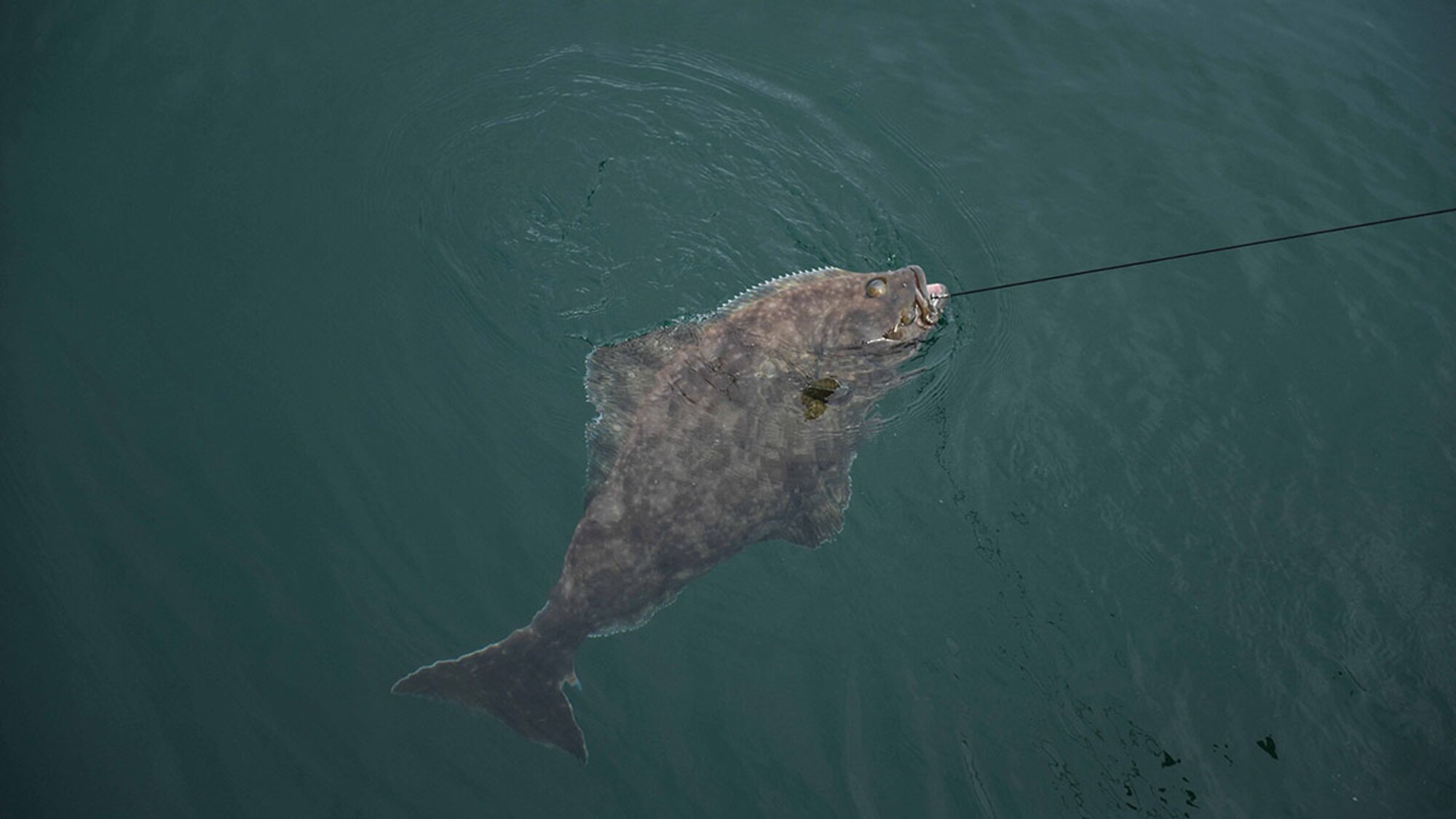 A 2015 Annual Armed Services Combat Fishing Tournament participant pulls a halibut out of the water outside Seward, Alaska May 20. Military service members competed for a plethora of awards, including a $2,000 randomly selected fish weight. (U.S. Air Force photo/Airman 1st Class Kyle Johnson)