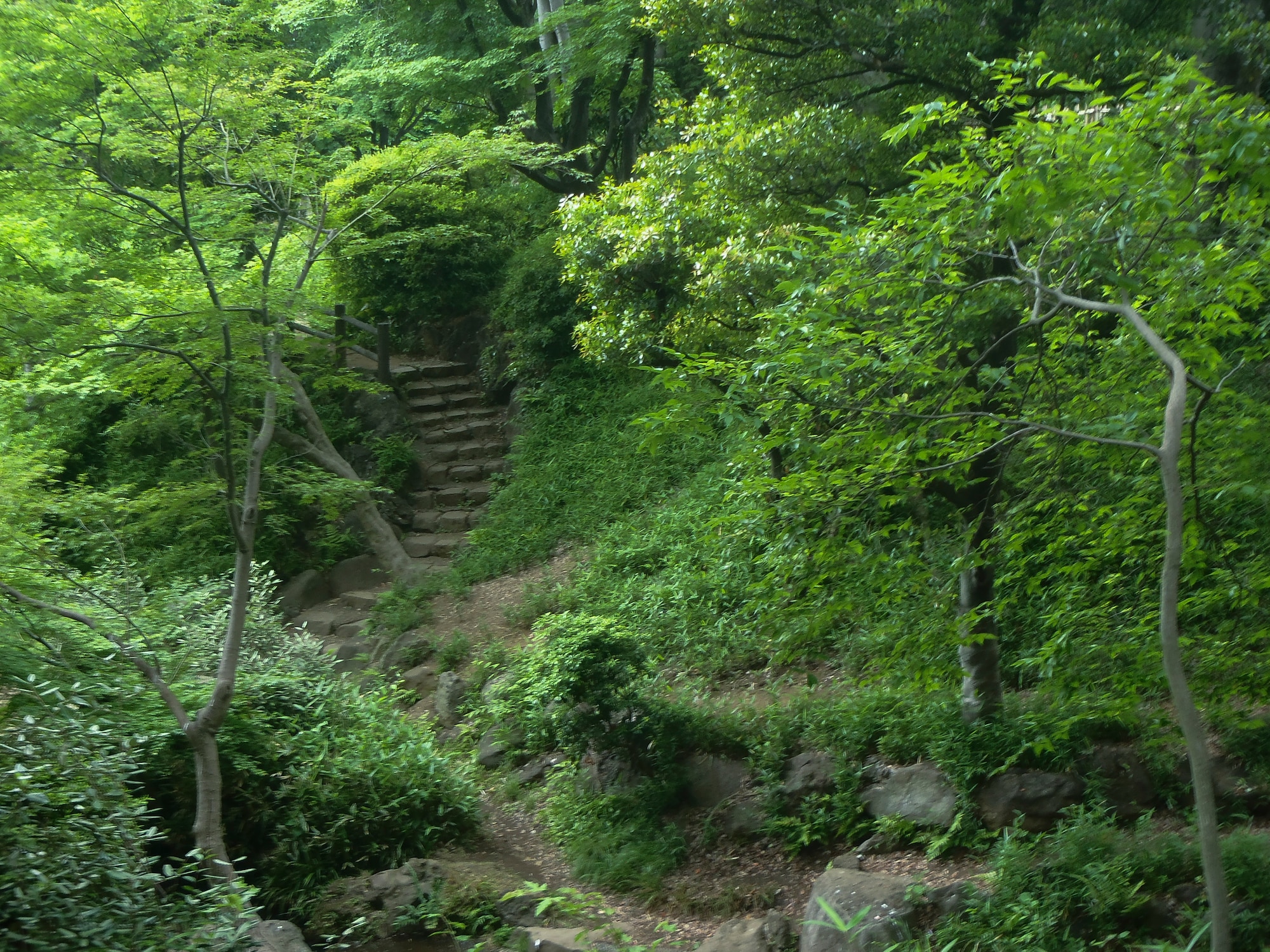 Trees and plants surround a walkway inside of Arisugawa Park, Minato, Japan. Several heavily wooded areas contains streams, waterfalls, bridges and ponds. (U.S. Air Force photo by Senior Airman David Owsianka/Released)