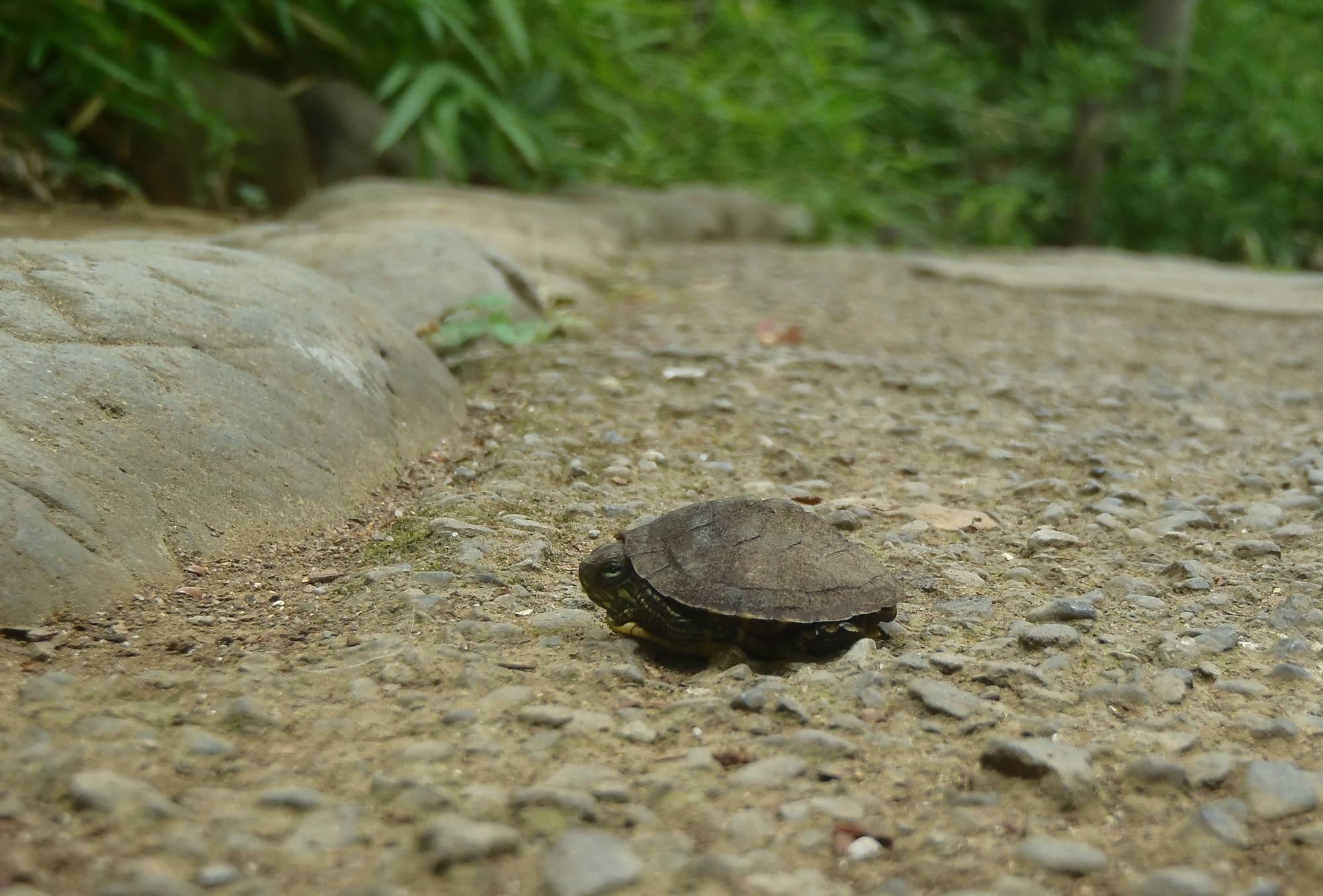 A turtle goes inside its shell May 25, 2015, on a walkway in the Arisugawa Park, Minato, Japan. A variety of wildlife calls the park home. (U.S. Air Force photo by Senior Airman David Owsianka/Released)