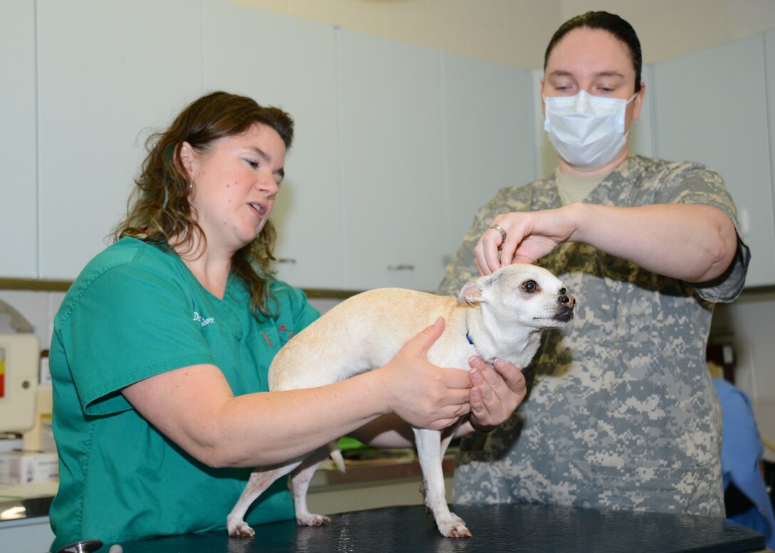 Dr. Erin Hiskett, left, McConnell Veterinary Clinic veterinarian, and U.S. Army Sgt. Kimberly Wilcox, McConnell Veterinary Clinic NCO in charge, examine Gus for an international health certificate before he is moved to Germany, May 26, 2015, at McConnell Air Force Base, Kan. The health certificate ensures the other countries that the pet is healthy and it isn’t spreading diseases to other parts of the world. (U.S. Air Force photo by Airman 1st Class Christopher Thornbury)