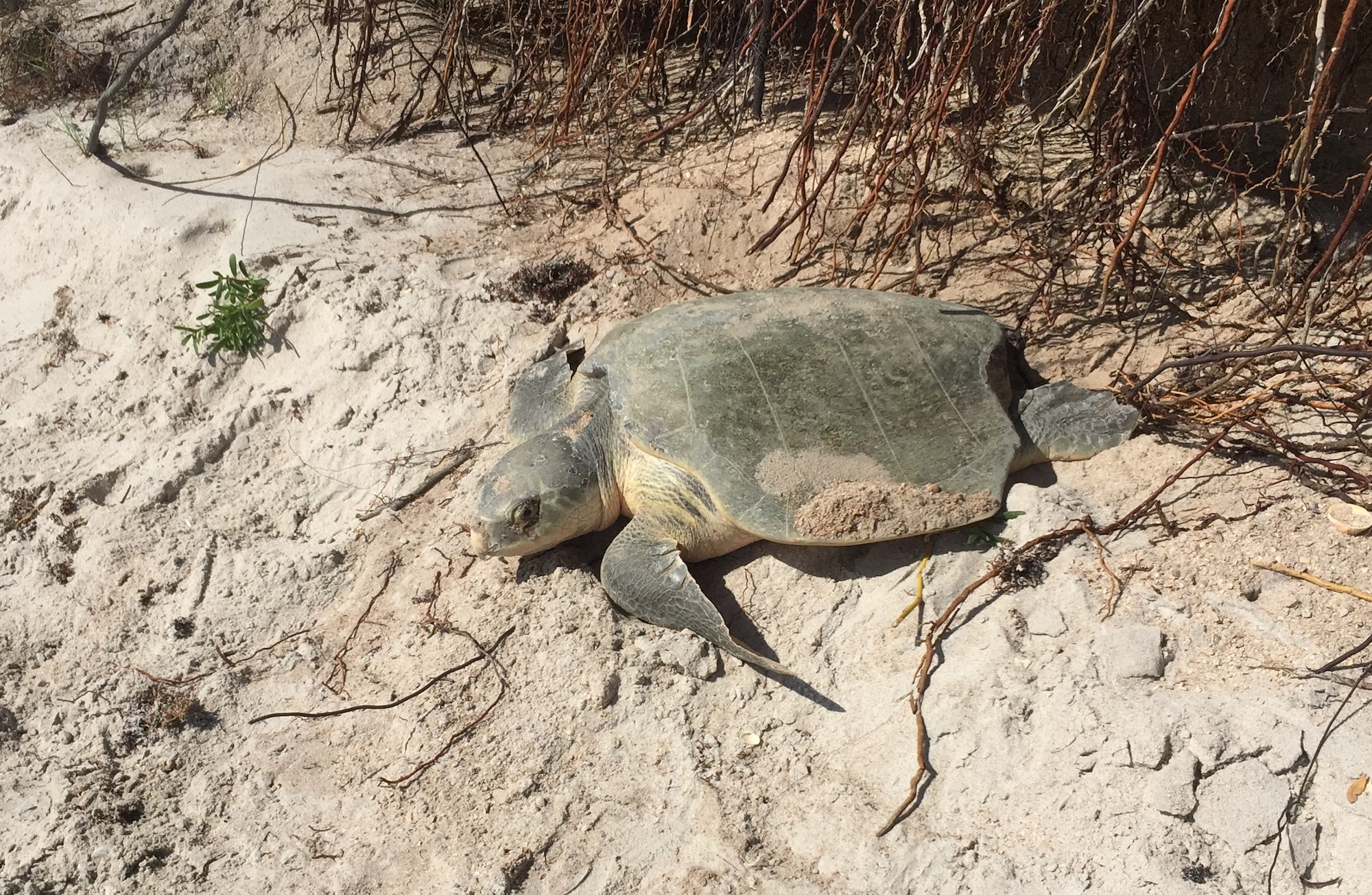 The first ever documented Kemp’s ridely nest found and witnessed by Angy Chambers and Martha Carroll, both 45th Civil Engineer Squadron biological scientists, on the beach during a morning sea turtle survey May 14, 2015 at Cape Canaveral Air Force Station, Fla. (Courtesy Photo) (Released)