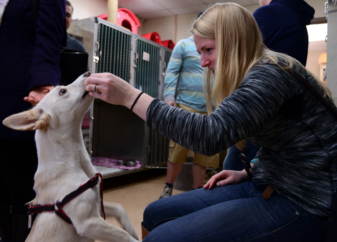 Megan Dunn, Military spouse and Homeward Bound Osan Animal Shelter volunteer, gives a treat to Rachet, Homeward Bound Osan Animal Shelter resident, March 14, 2015, at Osan Air Base, Republic of Korea. The shelter is only capable of housing cats and dogs at this time. (U.S. Air Force photo by Senior Airman Matthew Lancaster)