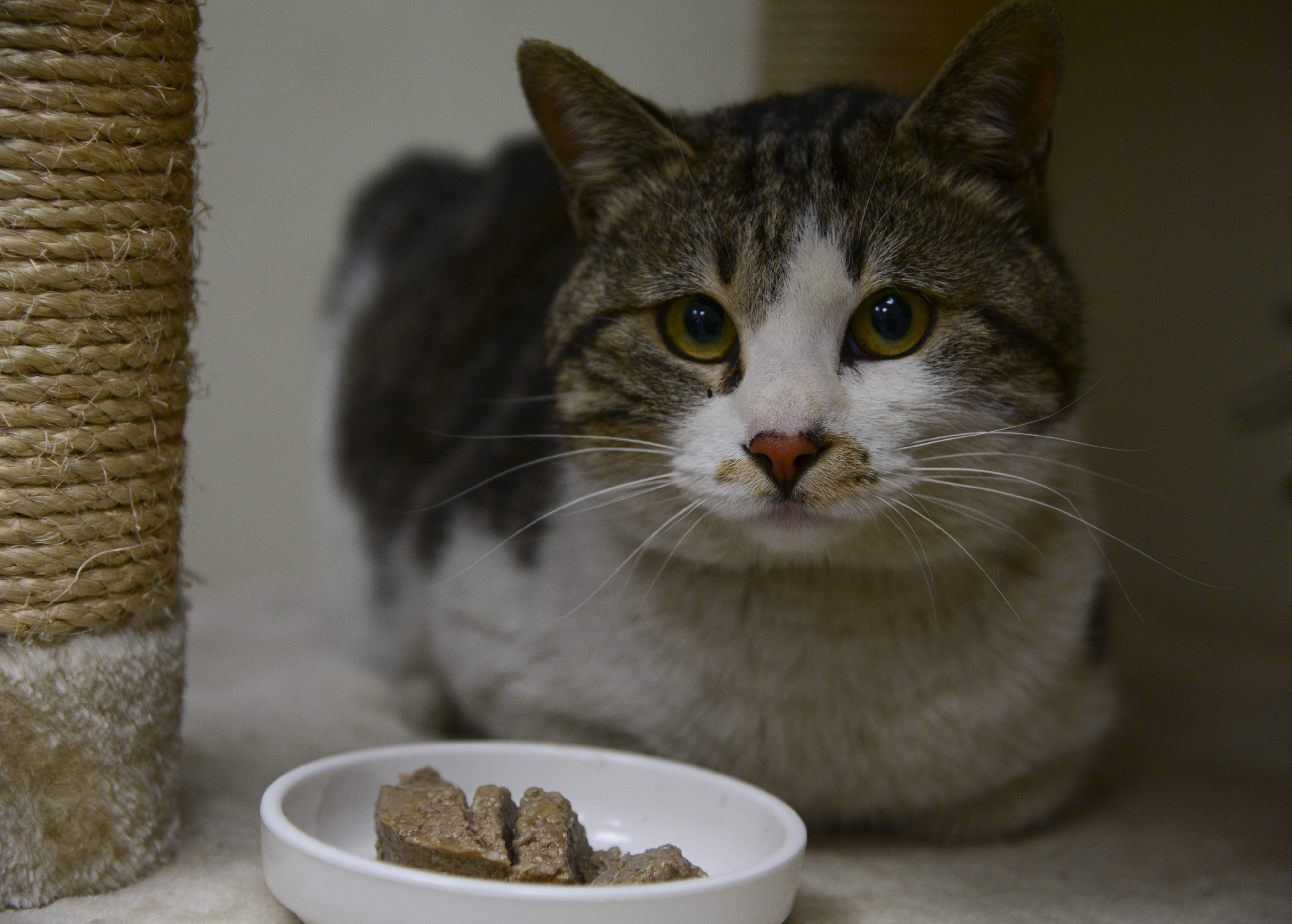 Homeward Bound Gives Animals New Beginnings