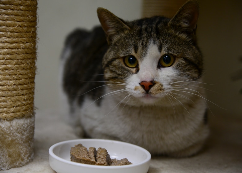 Homeward Bound gives animals new beginnings > Osan Air ...