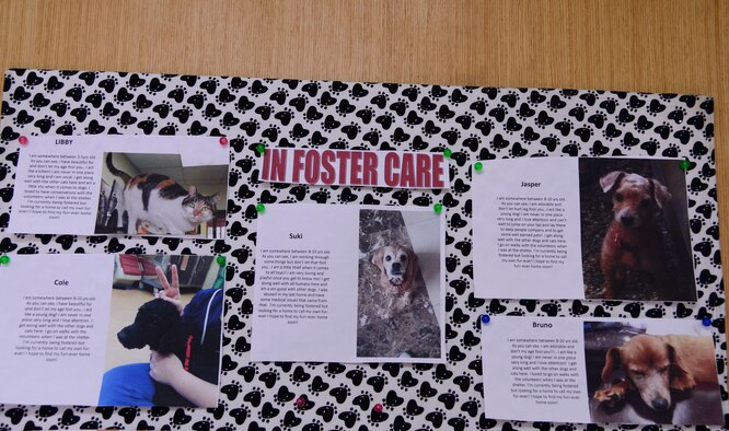 Photos and information about animals in foster care March 11, 2014, at Osan Air Base, Republic of Korea. Osan families sometimes foster animals before they are adopted into a permanent home. (U.S. Air Force photo by Senior Airman Matthew Lancaster)