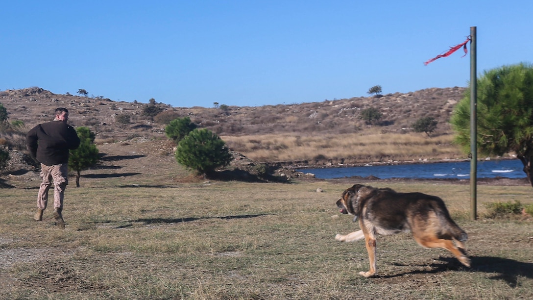 Lance Cpl. Devan D. Johnson a military police officer with the 26th Marine Expeditionary Unit role-plays, as a patrol/explosive detector dog with the MEU executes an attack command on Oct. 26, 2015 at Doganbey, Turkey as part of a military working dogs demonstration for Turkish Marines and sailors during Exercise Egemen. The exercise is a Turkish-led and hosted amphibious exercise designed to increase tactical proficiencies and interoperability among participants. 