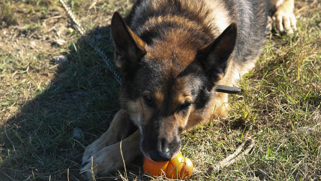 Endy R195 a U.S. Marine patrol/explosive detector dog with the 26th Marine Expeditionary Unit rests after a military working dog demonstration on Oct. 26, 2015 at Dorganbey, Turkey as part of Exercise Egemen. The exercise is a Turkish-led and hosted amphibious exercise designed to increase tactical proficiencies and interoperability among participants. 
