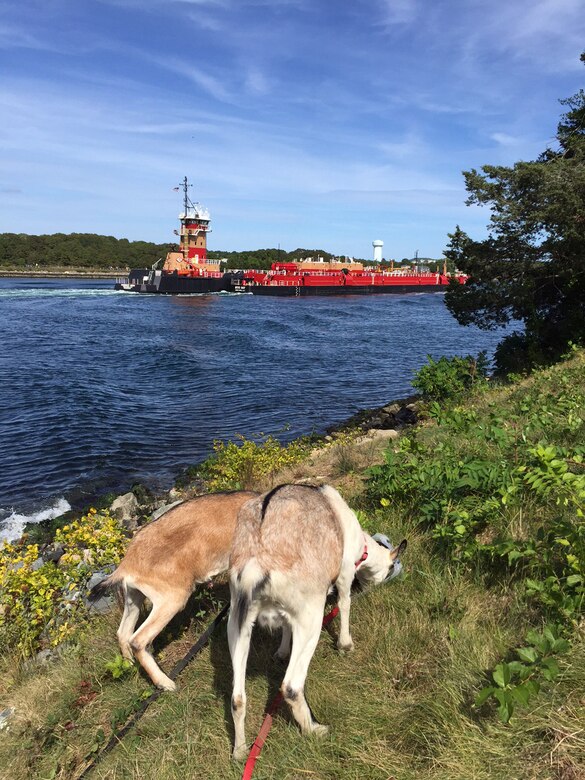 Goats munch on vegetation along the banks of the Cape Cod Canal in September 2015.