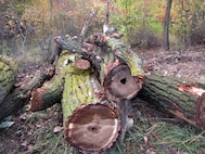 Many of the trees being removed from Mill Creek’s levee maintenance zone are diseased and rotting in their cores – they were at high risk for falling onto the levee crest, and potentially visitors who may be walking along it. 
