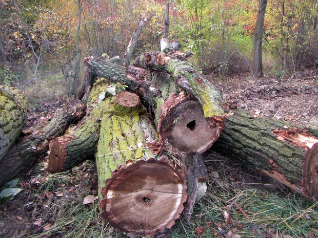 Many of the trees being removed from Mill Creek’s levee maintenance zone are diseased and rotting in their cores – they were at high risk for falling onto the levee crest, and potentially visitors who may be walking along it. 