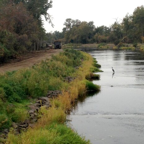 A Great Blue Heron wades in the Mill Creek channel Oct. 28 as contractors progress nearby with levee maintenance work. 