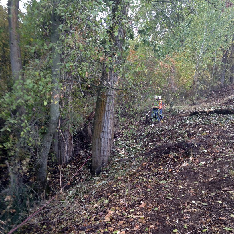 Corps staff and contractors pull a line between survey stakes to determine if a tree within the levee maintenance zone.