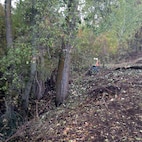 Corps staff and contractors pull a line between survey stakes to determine if a tree within the levee maintenance zone.