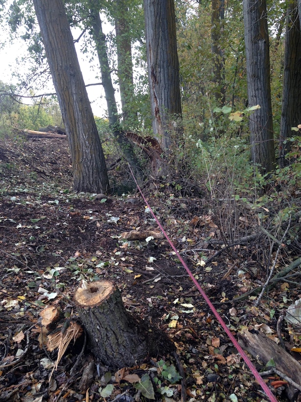 Corps staff and contractors pull a line between survey stakes to determine if a tree within the levee maintenance zone.