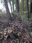 Corps staff and contractors pull a line between survey stakes to determine if a tree within the levee maintenance zone.