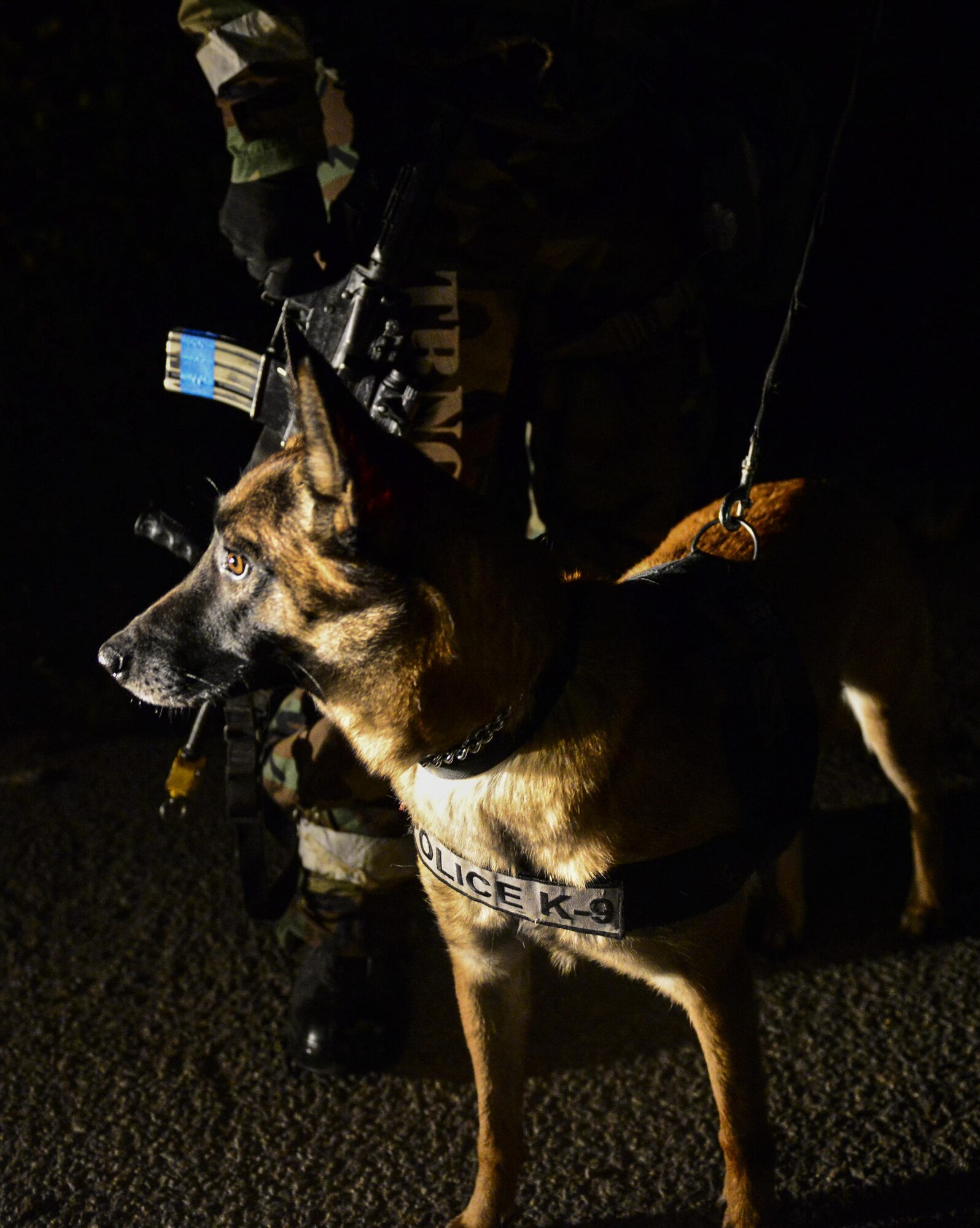 Nnine, a Military Working Dog with the 51st Security Forces Squadron, pricks her ears forward as something captures her attention while on patrol during Vigilant Ace 16 at Osan Air Base, Republic of Korea, Nov 4, 2015. Osan has the second largest kennel in the Air Force.  Vigilant Ace 16 is a U.S. and ROK combined exercise designed to enhance operational and tactical-level coordination through combined, joint combat training. (U.S. Air Force photo/Staff Sgt. Amber Grimm)