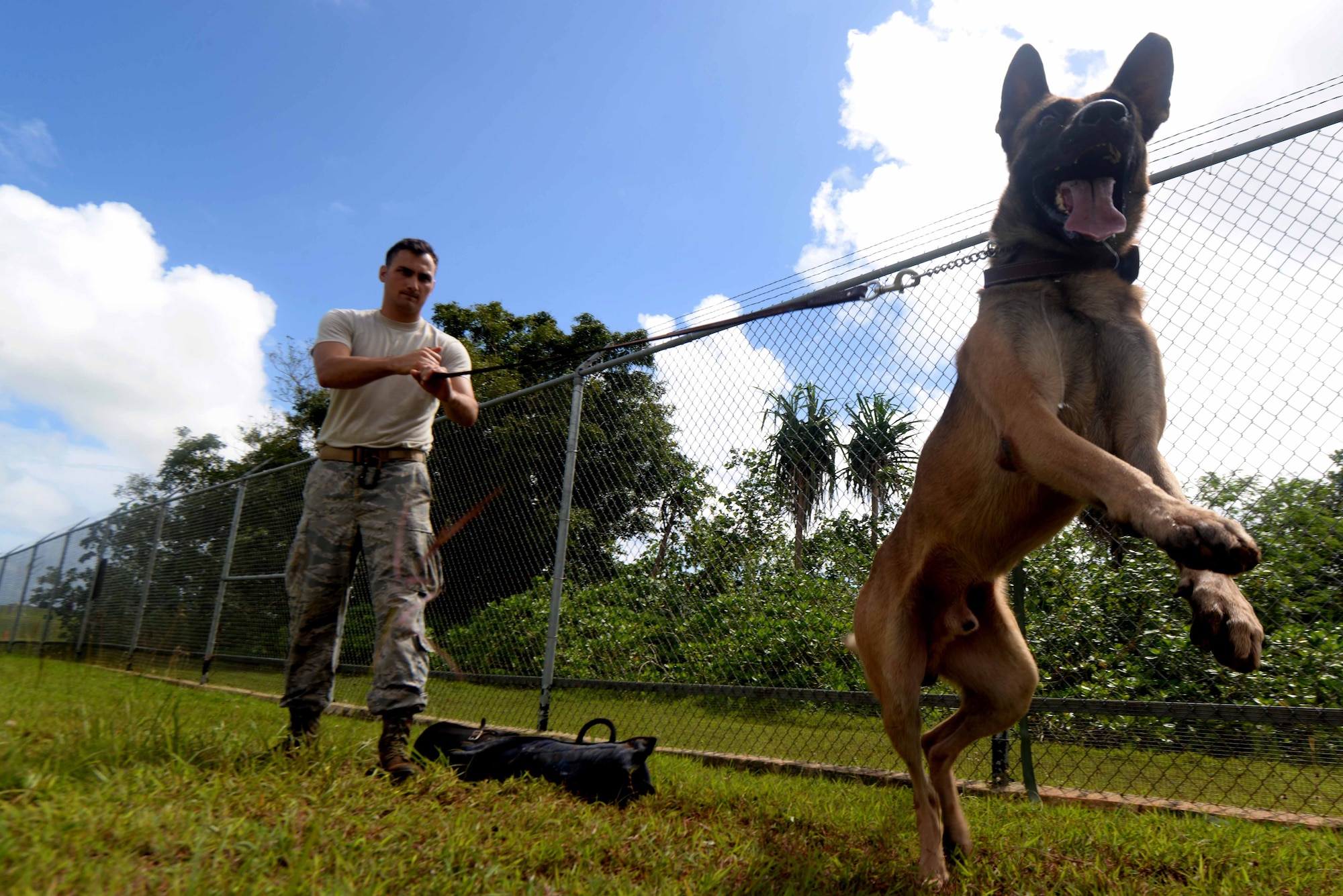 Senior Airman Casey Wheatley, 36th Security Forces Squadron dog handler, and his military working dog Ramos conduct patrol training Oct. 28, 2015, at Andersen Air Force Base, Guam. Ramos, a Belgian Malinois, is skilled in both patrol and detection. (U.S. Air Force photo by Airman 1st Class Alexa Ann Henderson/Released)