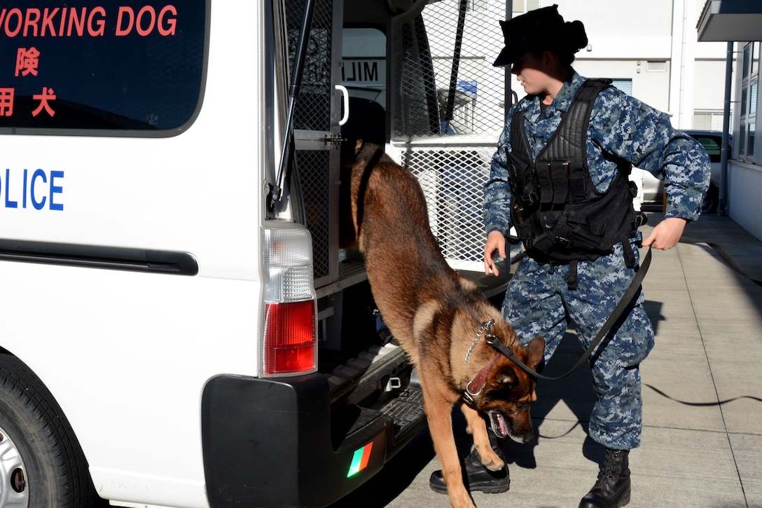 U.S. Navy Petty Officer 3rd Class Kelsey Carlton leads Donci, a military working dog, out of her van to train on Fleet Activities, Yokosuka, Japan, Nov. 3, 2015. The military uses working dogs to apprehend suspects, and detect explosives and narcotics while searching buildings, ships and submarines on the base. U.S. Navy photo by Petty Officer 2nd Class Peter Burghart