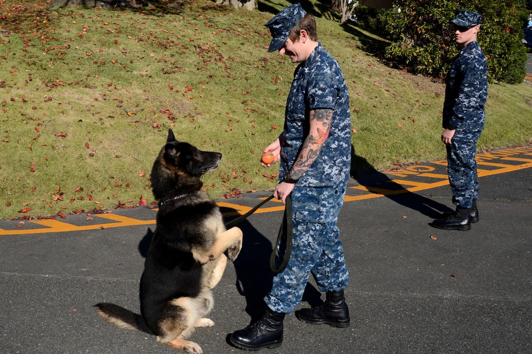 Capa, a military working dog, waits for a reward from U.S. Navy Petty Officer 2nd Class Megan Wooster during training on Fleet Activities, Yokosuka, Japan, Nov. 4, 2015. U.S. Navy photo by Petty Officer 2nd Class Peter Burghart