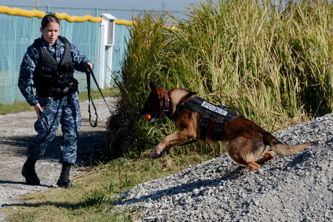 U.S. Navy Petty Officer 3rd Class Kelsey Carlton rewards Donci, a military working dog, during training on Fleet Activities, Yokosuka, Japan, Nov. 4, 2015. U.S. Navy photo by Petty Officer 2nd Class Peter Burghart