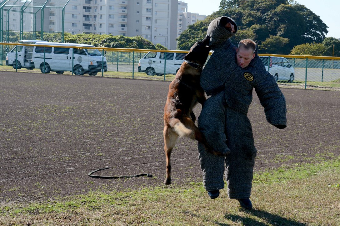 U.S. Navy Petty Officer 2nd Class James Jones conducts controlled aggression training with Ssandor, a military working dog, during training on Fleet Activities, Yokosuka, Japan, Nov. 4, 2015. U.S. Navy photo by Petty Officer 2nd Class Peter Burghart