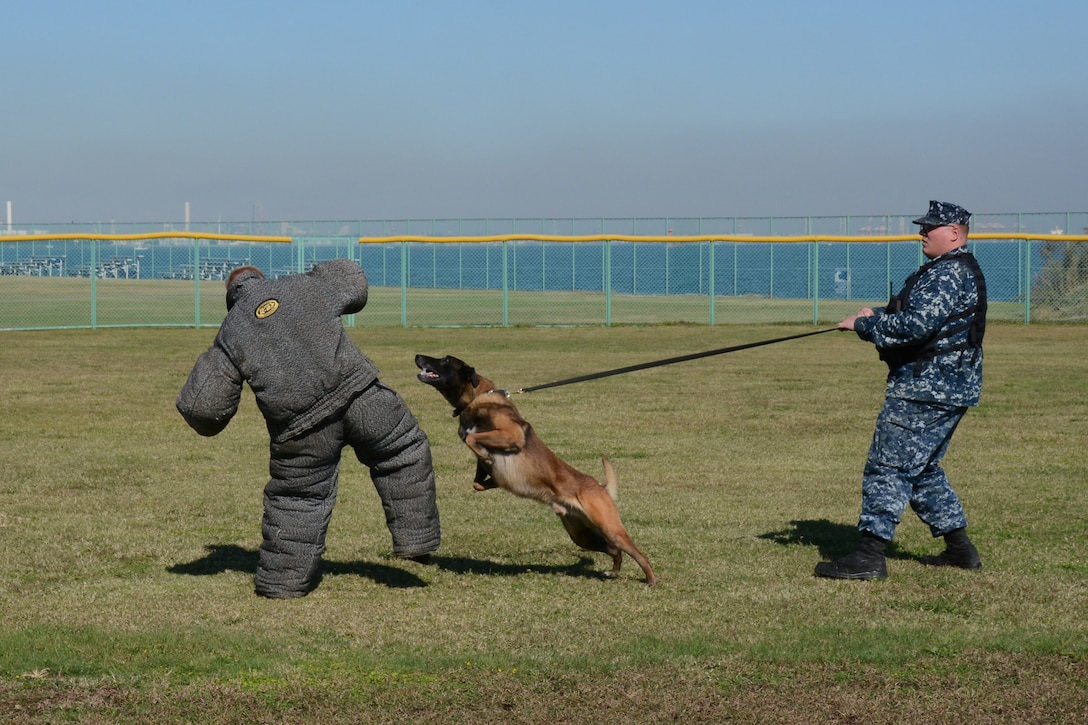 Ssandor, a military working dog, lunges at a simulated suspect while U.S. Navy Petty Officer 2nd Class Anthony Raymond holds on during training on Fleet Activities, Yokosuka, Japan, Nov. 4, 2015. U.S. Navy photo by Petty Officer 2nd Class Peter Burghart