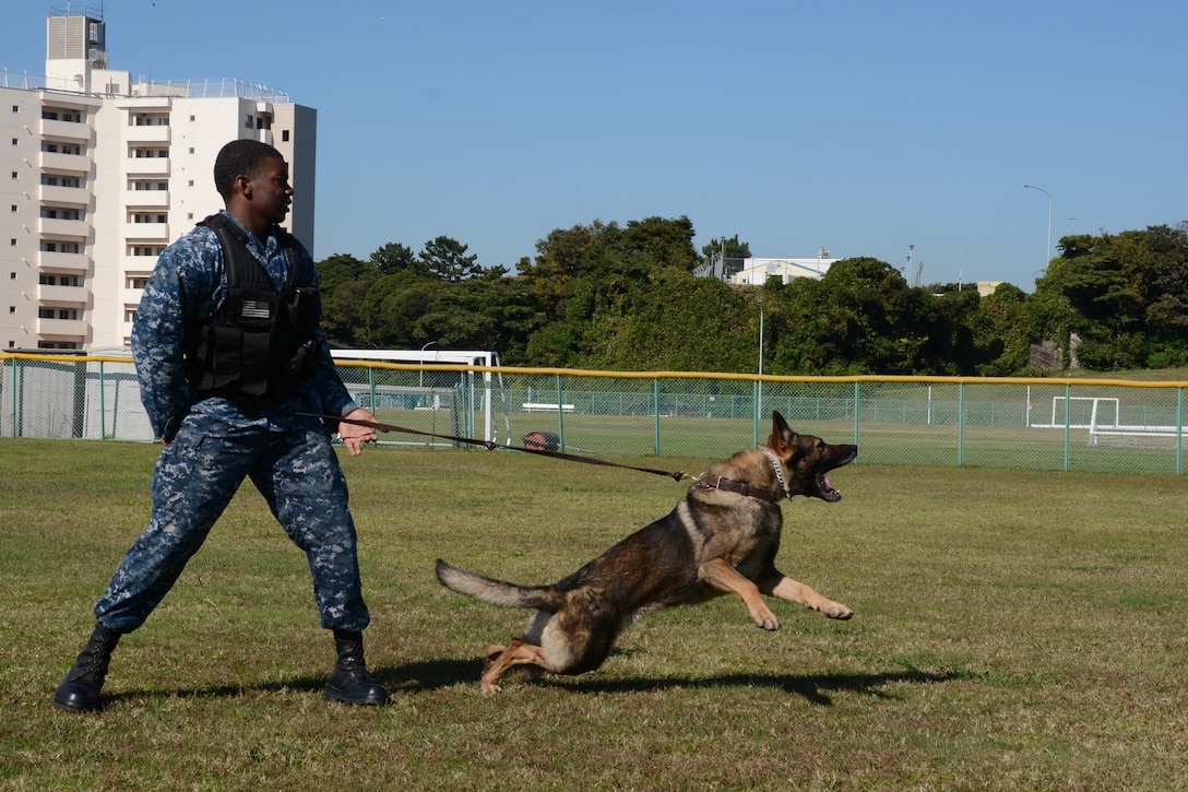 Bery, a military working dog, lunges at a simulated suspect while U.S. Navy Petty Officer 3rd Class Vincent Nicholford holds on during training on Fleet Activities, Yokosuka, Japan, Nov. 4, 2015. U.S. Navy photo by Petty Officer 2nd Class Peter Burghart