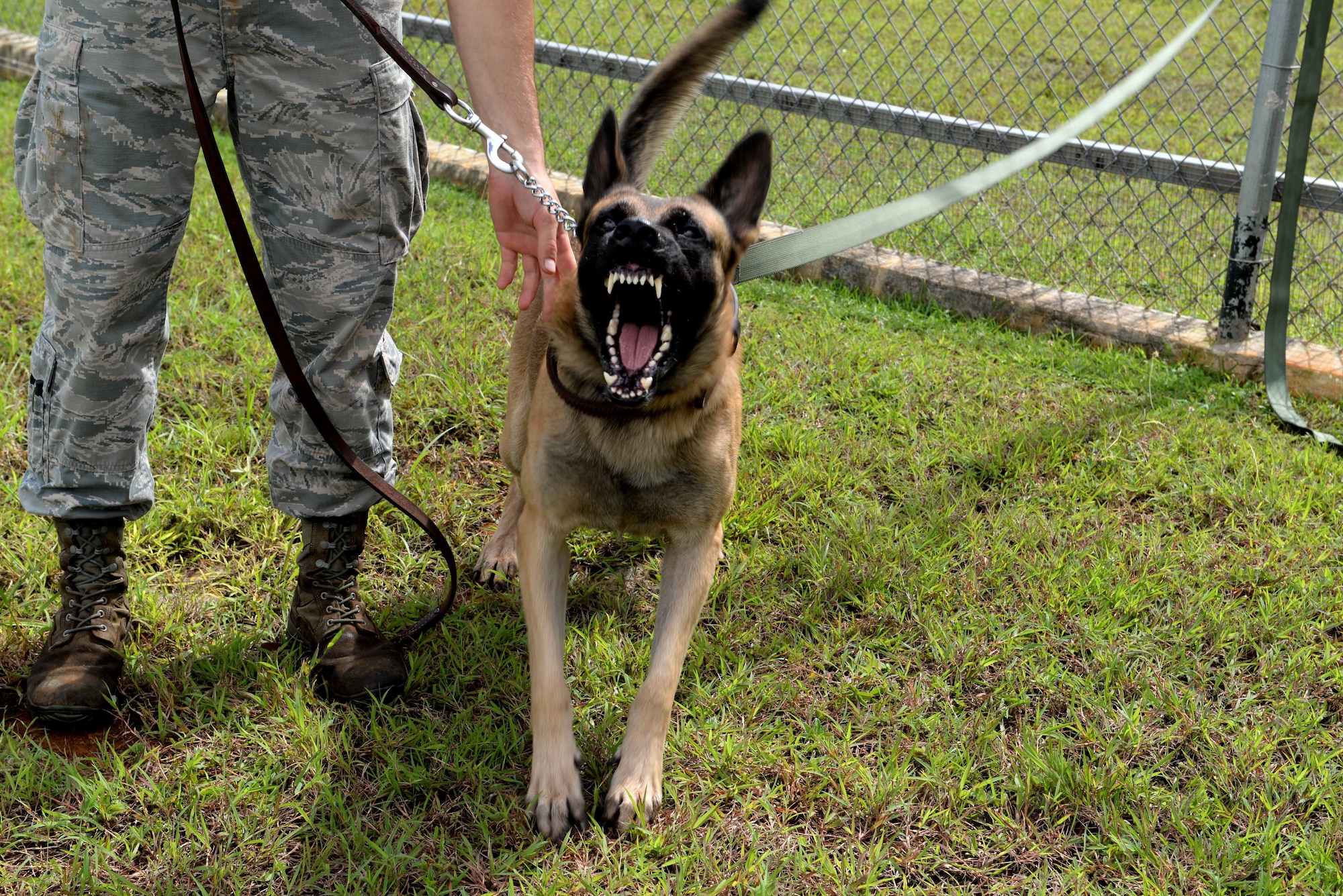Military working dog Ramos shows his teeth during patrol training Oct. 28, 2015, at Andersen Air Force Base, Guam. Ramos is a patrol and detection dog, meaning he trains in both daily to keep his skills up to date. (U.S. Air Force photo/Airman 1st Class Alexa Ann Henderson)