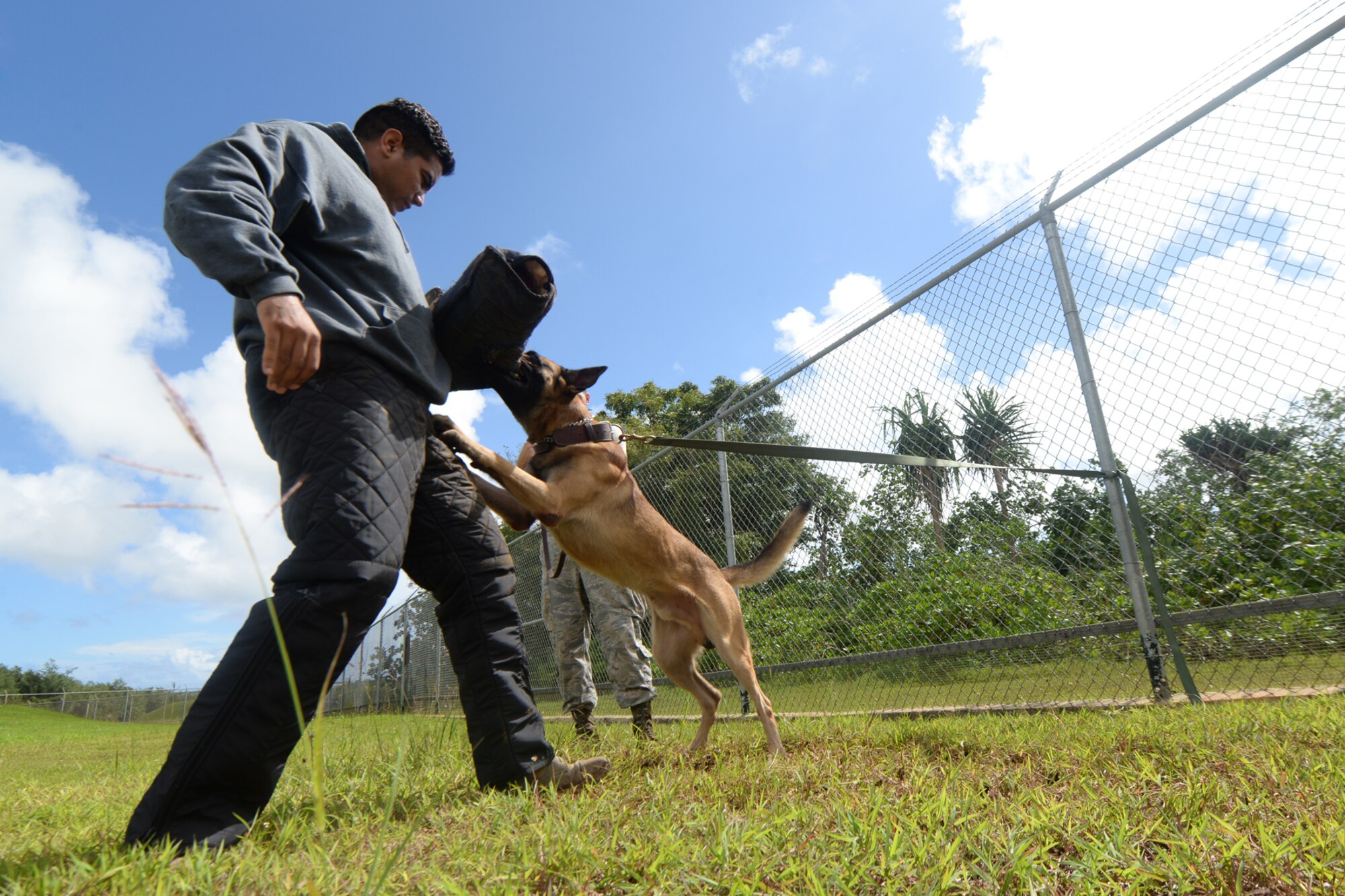 Staff Sgt. Adrian Chavez, a 36th Security Forces Squadron dog trainer, and military working dog Ramos conduct patrol training together Oct. 28, 2015, at Andersen Air Force Base, Guam. Patrol training is an essential part of training for patrol dogs to be able to protect personnel and assets. (U.S. Air Force photo/Airman 1st Class Alexa Ann Henderson)