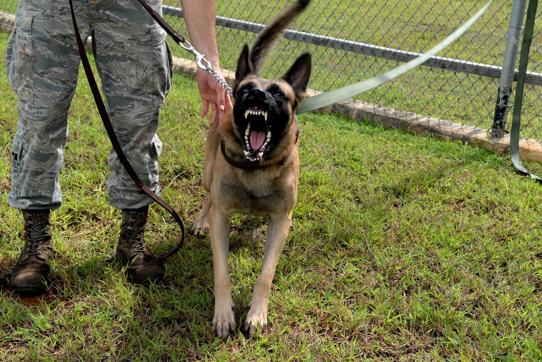 Military working dog Ramos bares his teeth during patrol training Oct. 28, 2015, at Andersen Air Force Base, Guam. Ramos is a patrol and detection dog, meaning he trains in both daily to keep his skills up to date. (U.S. Air Force photo by Airman 1st Class Alexa Ann Henderson/Released)