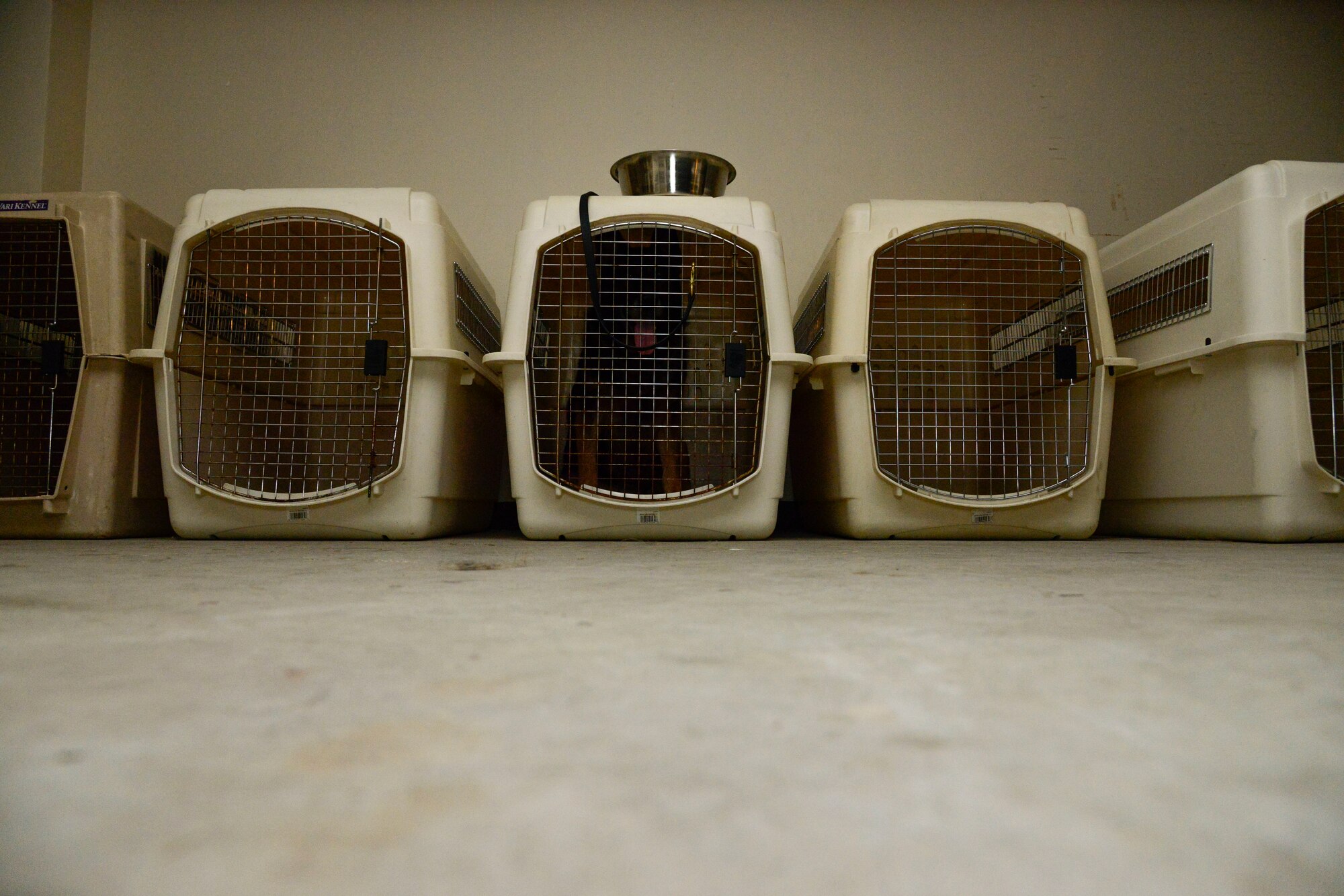 A military working dog sits in his kennel after an evacuation during readiness exercise Vigilant Ace 16 on Osan Air Base, Republic of Korea, Nov. 4, 2015. During the exercise, the handlers simulated a fire outbreak at the kennels and needed to quickly evacuate the MWDs to a secondary location. The exercise tested the expedited movement of seven dogs. (U.S. Air Force photo/Senior Airman Kristin High)