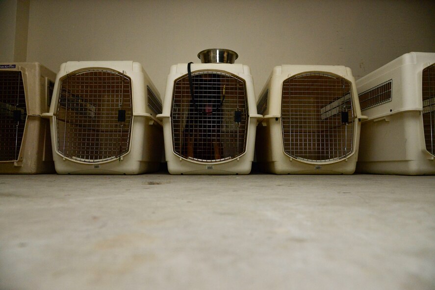 A military working dog sits in his kennel after an evacuation during readiness exercise Vigilant Ace 16 on Osan Air Base, Republic of Korea, Nov. 4, 2015. During the exercise, the handlers simulated a fire outbreak at the kennels and needed to quickly evacuate the MWDs to a secondary location. The exercise tested the expedited movement of seven dogs. (U.S. Air Force photo/Senior Airman Kristin High)