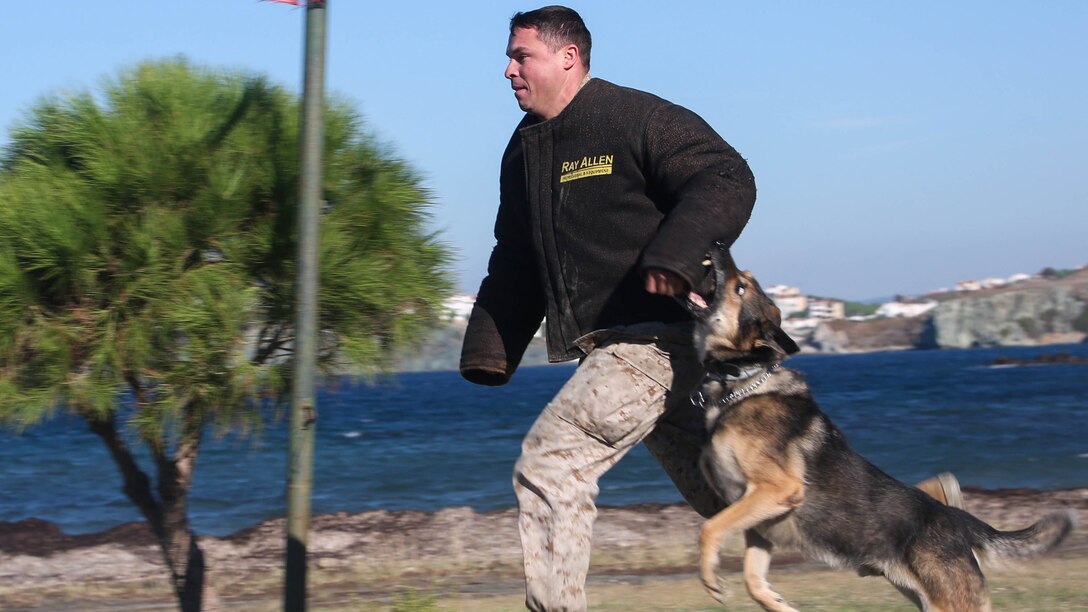 Staff Sgt. Kyle S. Purington the Combat Logistics Battalion 26 motor transportation maintenance chief with 26th Marine Expeditionary Unit role-plays as an escaping detainee while a patrol/explosive detector dog with the MEU executes an attack command on Oct. 26, 2015 at Dorganbey, Turkey as part of a military working dog demonstration for Turkish Marines and sailors during Exercise Egemen. The exercise is a Turkish-led and hosted amphibious exercise designed to increase tactical proficiencies and interoperability among participants.