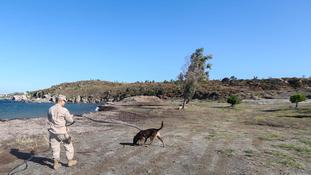 U.S. Marine Cpl. Josue E. Robles a military working dog handler with the 26th Marine Expeditionary Unit follows a combat tracking dog with the MEU on a scent trailon Oct. 26, 2015 at Dorganbey, Turkey while conducting a military working dog demonstration for Turkish Marines and Sailors during Exercise Egemen 2015 Oct. 26. The Exercise is a Turkish-led and hosted amphibious exercise designed to increase tactical proficiencies and interoperability among participants.
