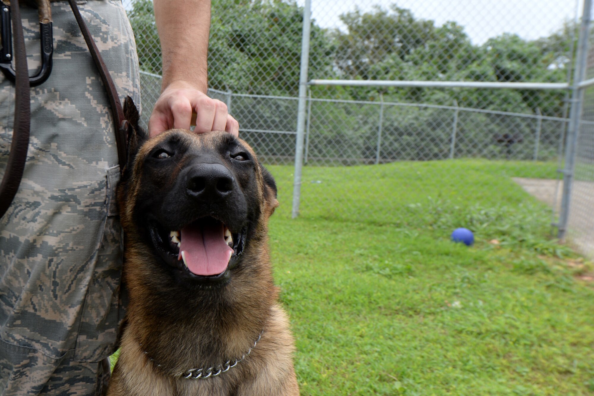 Military working dog Ramos relaxes with Senior Airman Casey Wheatley, 36th Security Forces Squadron dog handler, Oct 28, 2015, at Andersen Air Force Base, Guam. Ramos, a Belgian Malanoise, is skilled in both patrol and narcotics detection. (U.S. Air Force photo by Airman 1st Class Alexa Ann Henderson/Released)