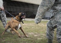 Arco, a Belgian Malinois military working dog, bites Senior Airman Chase Shankle, 96th Security Forces Squadron, during the Duke Field Wing Day event Nov. 7. Eglin’s MWD teams maintain training, conduct vehicle searches, base patrols, building sweeps and dormitory checks. They also deploy with other units and services due to their special skill sets. (U.S. Air Force photo/Tech. Sgt. Jasmin Taylor)