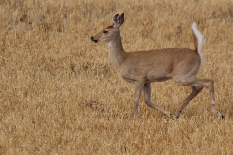 A deer blends with the dry prarie grass near the Gavins Point Project near Yankton, S.D.