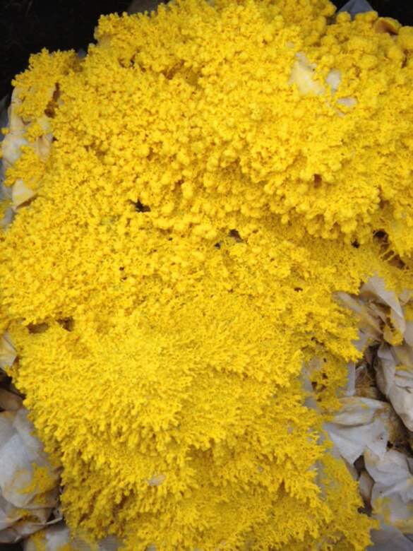 AEDC Green Team finds beauty in composting &gt; Arnold Air 