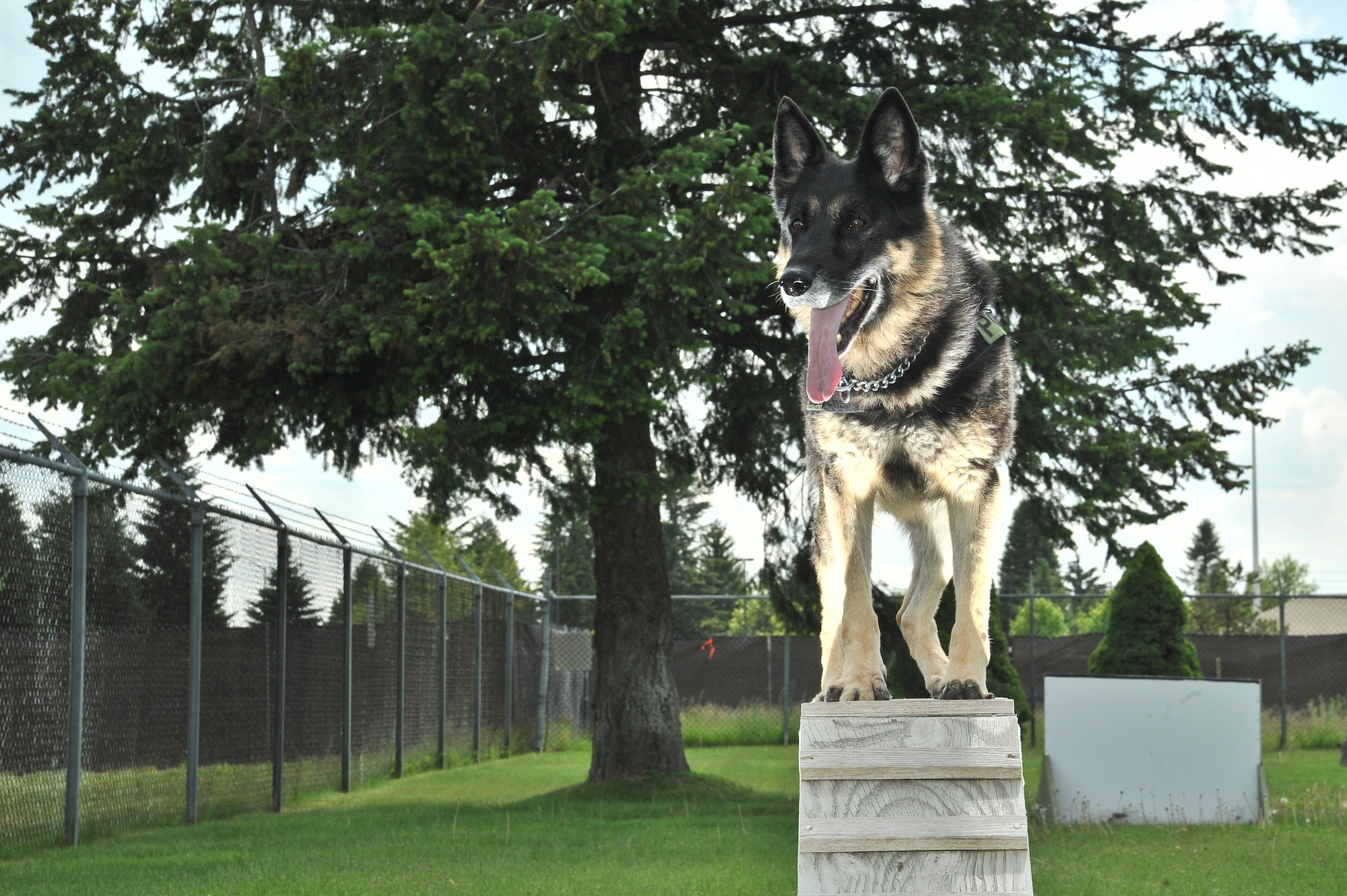 Military Working Dog Bonno dedicated approximately 213 hours of narcotic inspections, strictly enforcing the Air Force’s zero tolerance drug policy. Additionally, he executed more than 2,500 random antiterrorism measures, safeguarding 26,000 military and civilian personnel in Air Mobility Command and expertly completed 572 sweeps, supporting Strategic Command objectives. (U.S. Air Force photo/Staff Sgt. Alexandre Montes)