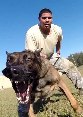 Senior Airman Michael Hitchens, 14th Security Forces Squadron Military Working Dog handler, and MWD Ooleg maintain control of a suspect during a training exercise with High Drive K-9 Nov. 10 at Columbus Air Force Base, Mississippi. MWDs are deployed around the world to accomplish the Air Force mission by serving in a variety of roles such as tracking, search and rescue, and detection. (Courtesy photo)