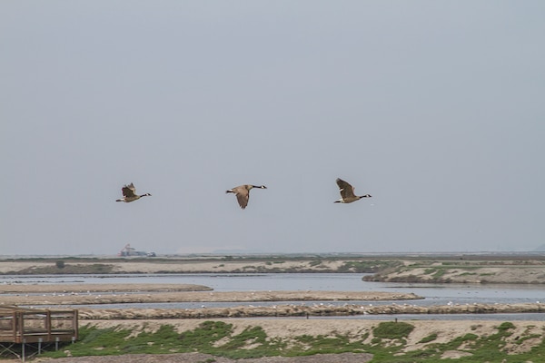 A proposal by the U.S. Army Corps of Engineers San Francisco District to help protect the heart of Silicon Valley from catastrophic flooding includes what would be the largest estuary restoration project in the Western United States. The region includes Alviso Marina, gateway to the Don Edwards San Francisco Bay National Wildlife Refuge.