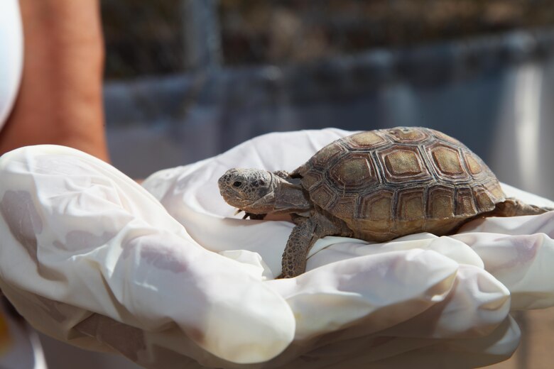 A 3-year-old desert tortoise rests in a visitor's gloved hands Sept. 30, 2015, at the Combat Center's Tortoise Research and Captive Rearing Site. The young tortoise, which is about the size of a deck of cards, is years from being released. Since mid-September, biologists have released 35 tortoises that have lived at the head-start facility since hatching there in 2006. (Official USMC photo by Kelly O'Sullivan/Released)