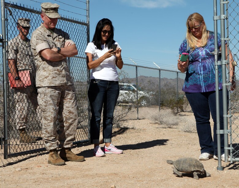 Combat Center Chief of Staff Col. James F. Harp; Beth Bogue, field representative for Assemblyman Chad Mayes, and Michelle Blair of the Natural Resources and Environmental Affairs Division watch as CM-4, a wild male desert tortoise, enters TRACRS' outer gate Sept. 30, 2015. The tortoise walked up to the colonel and several others before he was placed back outside by a biologist. (Official USMC photo by Kelly O'Sullivan/Released)