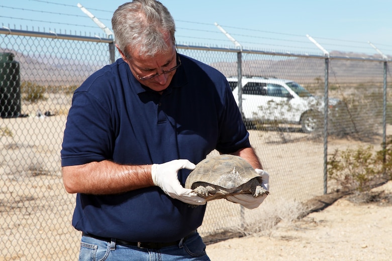 Dr. Brian Henen, an ecologist with the Combat Center's Natural Resources and Environmental Affairs Division, counts the growth rings on CM-4, a wild male desert tortoise, that entered an open outer gate at the installation's Tortoise Research and Captive Rearing Site on Sept. 30, 2015. Henen counted 25 rings, but estimated the tortoise is 40-years-old. The desert denizens live an estimated 80 to 100 years in the wild. (Official USMC photo by Kelly O'Sullivan/Released)