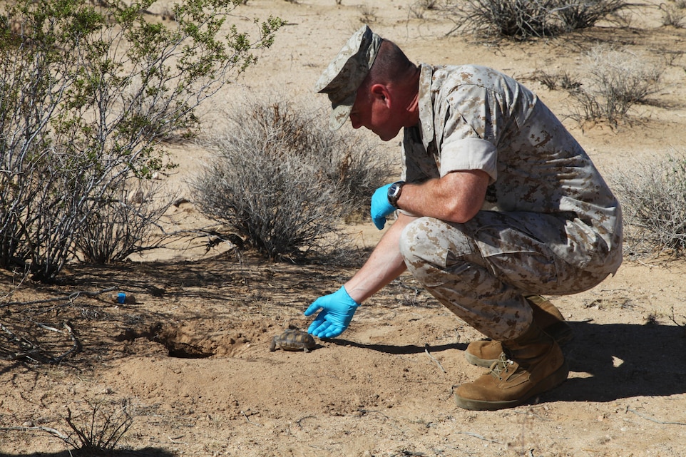 Combat Center Chief of Staff Col. James F. Harp gently sets No. 2-4, a desert tortoise hatched nine years ago at the installation's Tortoise Research and Captive Rearing Site, next to a burrow that biologists dug for her in the desert near her old home Sept. 30, 2015. She is one of first 35 tortoises released into the wild this year. (Official USMC photo by Kelly O'Sullivan/Released)
