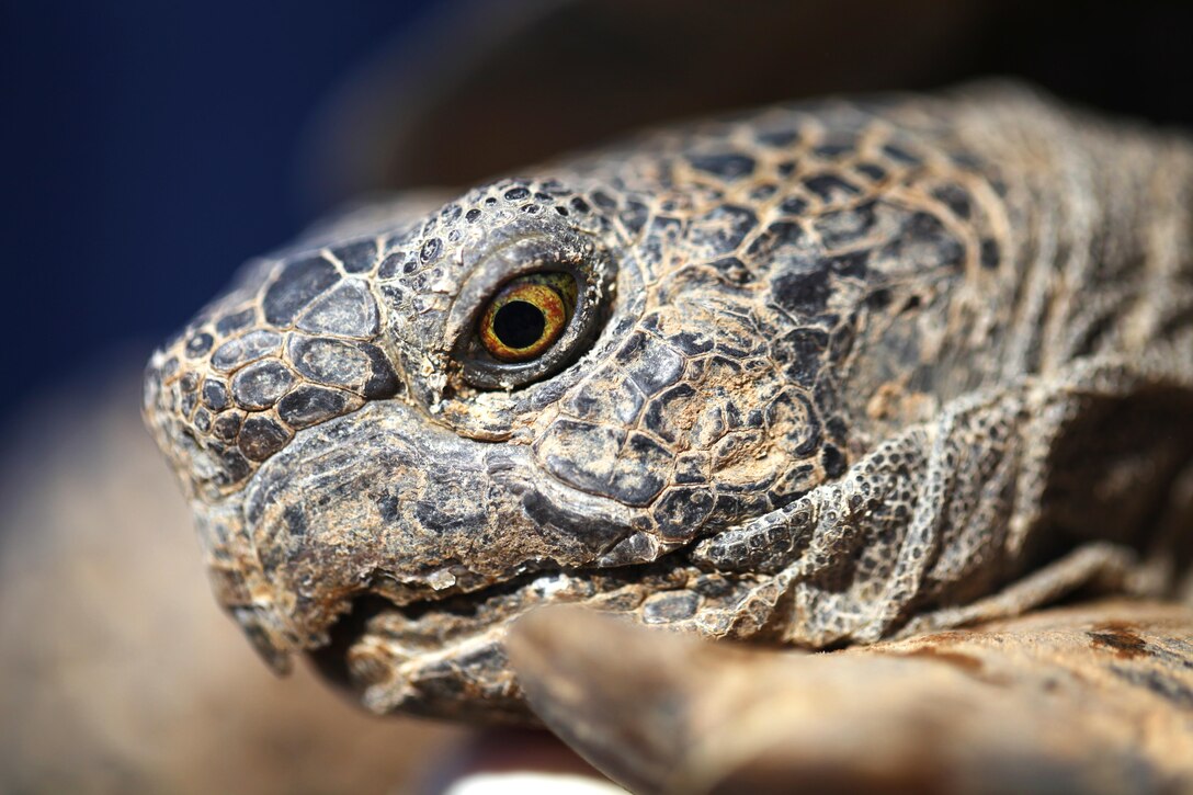 A wild male tortoise visits the Natural Resources and Environmental Affairs-hosted ceremony for the first release of tortoises from the Combat Center’s Desert Tortoise Headstart Program, September 30, 2015. NREA released 35 tortoises from the program after they spent approximately 9 years at the Tortoise Research and Captive Rearing Site. The tortoises were required to grow to a length of at least 4 inches before being released in order to assure they could better fend off predation. (Official USMC photo by Lauren Kurkimilis/Released)