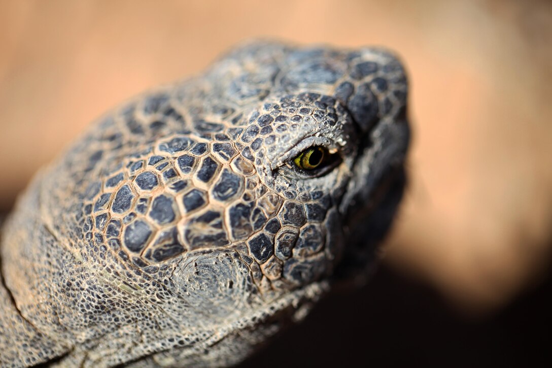 Louise, one of the Combat Center's two ambassadors, makes an appearance at the Natural Resources and Environmental Affairs-hosted ceremony for the first release of tortoises from the Combat Center’s Desert Tortoise Headstart Program, September 30, 2015. NREA released 35 tortoises from the program after they spent approximately 9 years at the Tortoise Research and Captive Rearing Site. The tortoises were required to grow to a length of at least 4 inches before being released in order to assure they could better fend off predation. (Official USMC photo by Lauren Kurkimilis/Released)